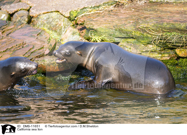 Kalifornischer Seelwe / California sea lion / DMS-11651