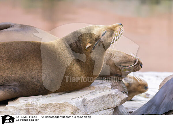 Kalifornischer Seelwe / California sea lion / DMS-11653