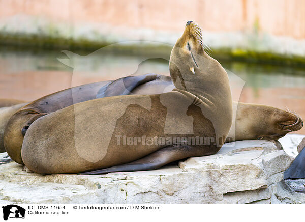 Kalifornischer Seelwe / California sea lion / DMS-11654