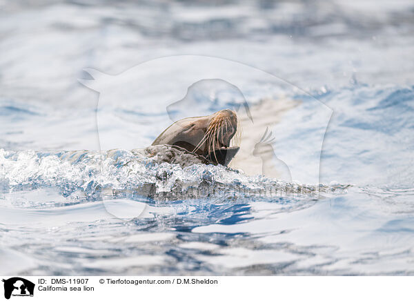 Kalifornischer Seelwe / California sea lion / DMS-11907
