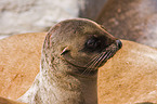 California sea lion