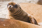 California sea lion