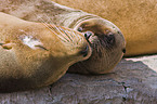 California sea lions