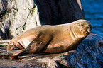 sea lion