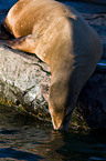 sea lion