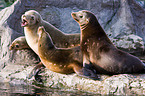 sea lions