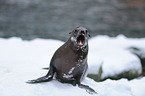 California sea lion