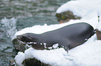 California sea lion