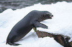 California sea lion