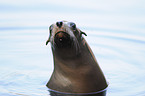 California sea lion