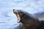 California sea lion