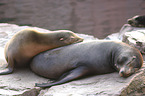 Californian sea lions