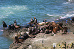 California sea lions