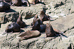 California sea lions