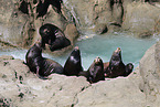 California sea lions