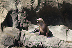 California sea lion