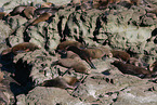 California sea lions