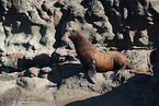 California sea lion