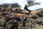 California sea lions