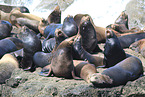 California sea lions