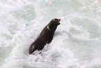 California sea lion