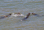 California sea lions