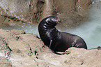 California sea lion