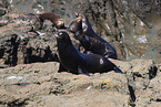 California sea lions