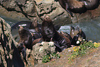 California sea lions