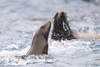 California sea lion