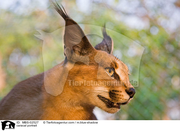 caracal portrait / MBS-02527
