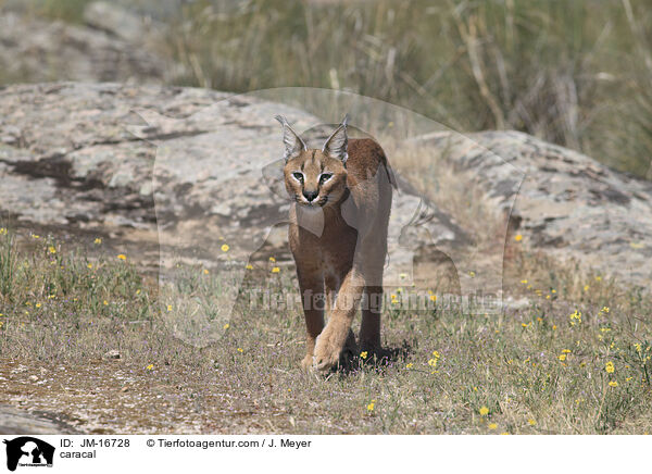 Karakal / caracal / JM-16728