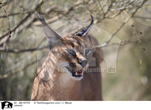 Karakal / caracal / JM-16745