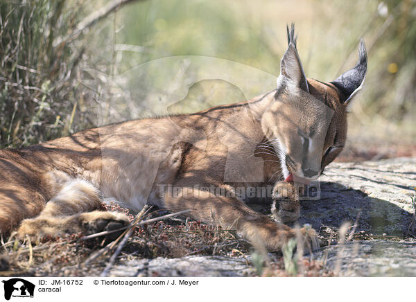 Karakal / caracal / JM-16752