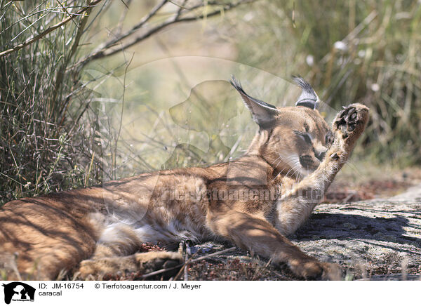 Karakal / caracal / JM-16754