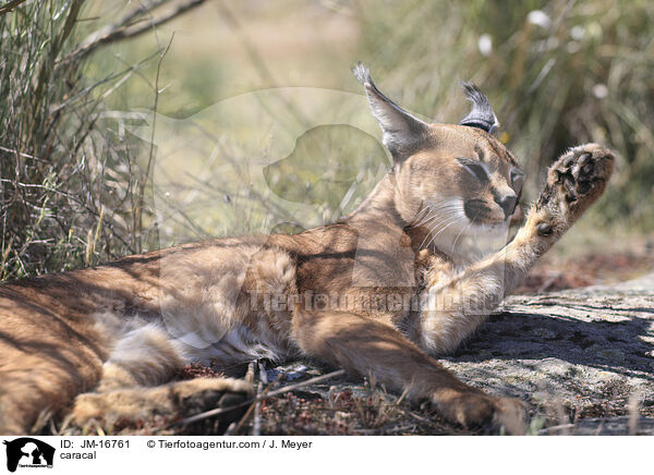 Karakal / caracal / JM-16761