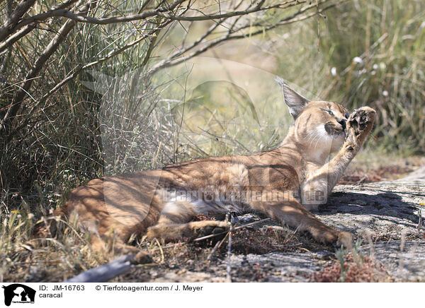 Karakal / caracal / JM-16763