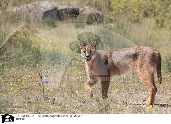 Karakal / caracal / JM-16795