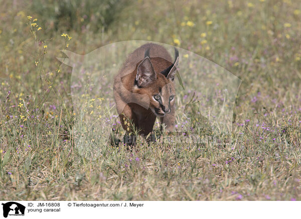 junger Karakal / young caracal / JM-16808