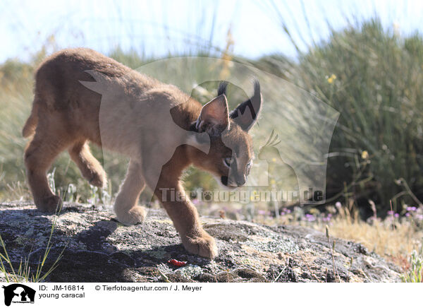 junger Karakal / young caracal / JM-16814