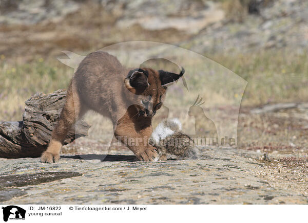 junger Karakal / young caracal / JM-16822