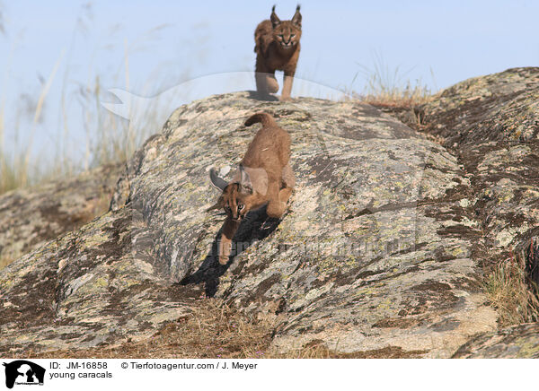 young caracals / JM-16858