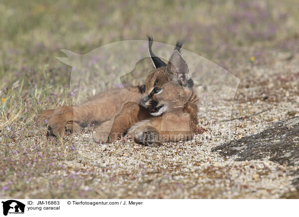 junger Karakal / young caracal / JM-16863