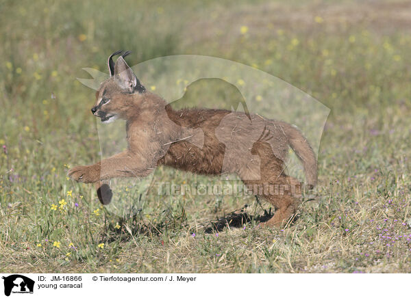 young caracal / JM-16866