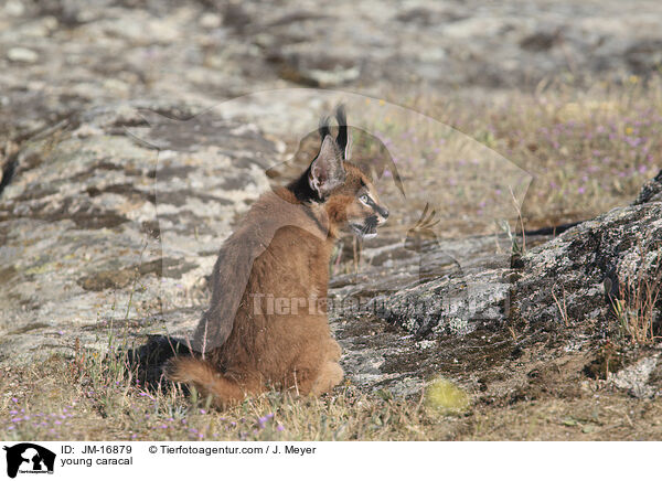 junger Karakal / young caracal / JM-16879