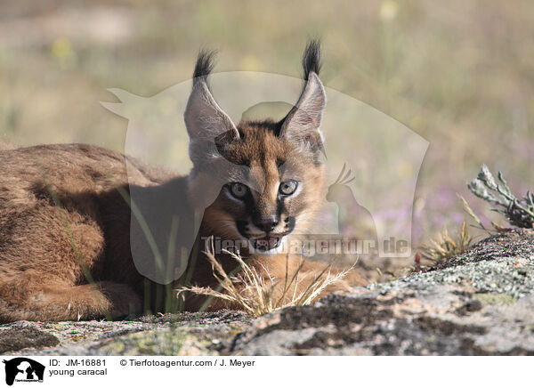 young caracal / JM-16881