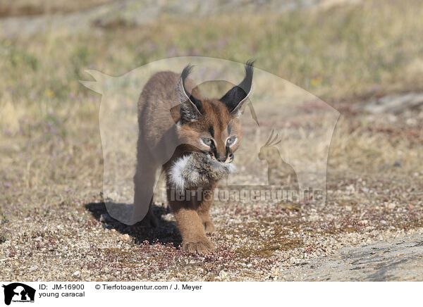 junger Karakal / young caracal / JM-16900