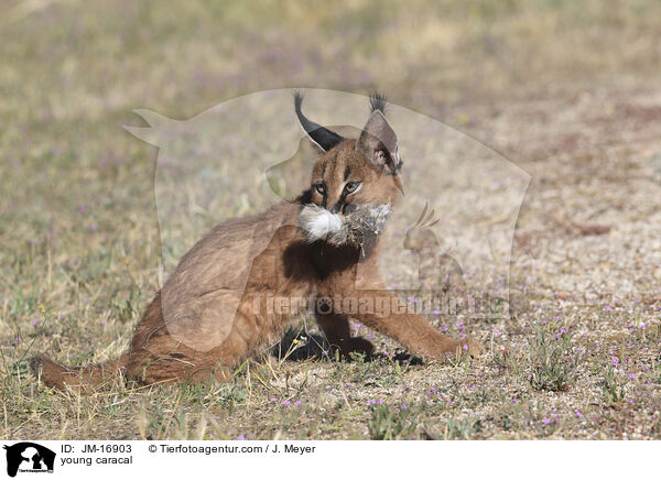 junger Karakal / young caracal / JM-16903
