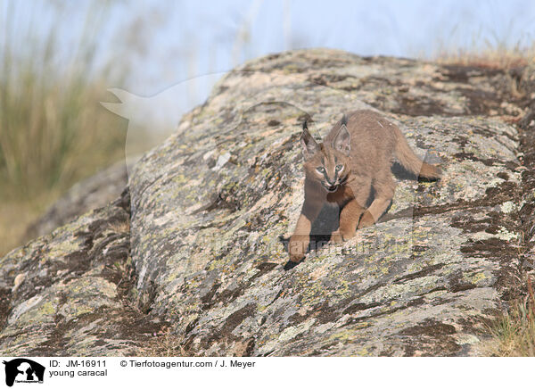 young caracal / JM-16911