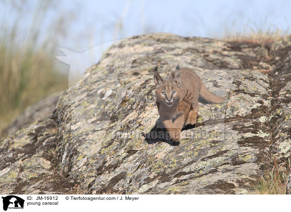 junger Karakal / young caracal / JM-16912